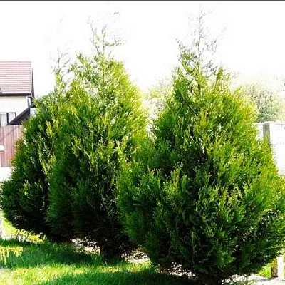 Туя АТРОВИРЕНС складчатая в Пскове