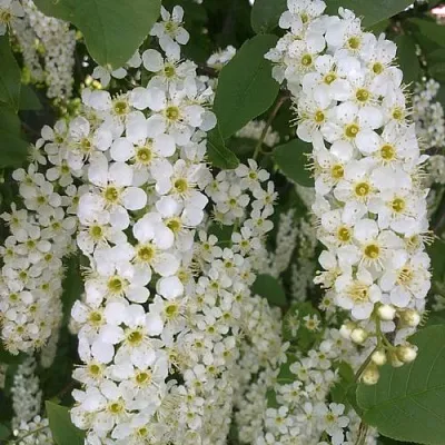 Черемуха САМОПЛОДНАЯ  Черемуха САМОПЛОДНАЯ в Пскове