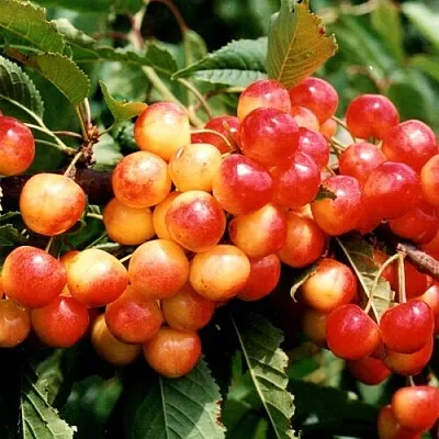 Черешня БЮТТНЕРА КРАСНАЯ  Черешня БЮТТНЕРА КРАСНАЯ в Пскове