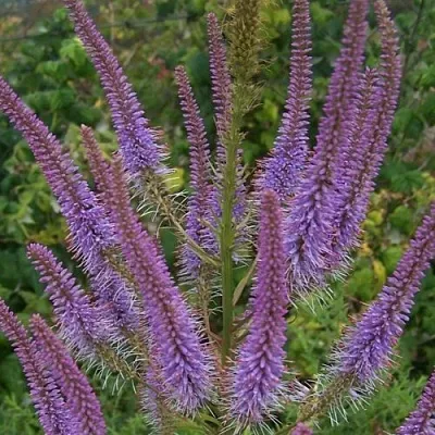 Вероникаструм ФАСЦИНЕЙШН  Вероникаструм ФАСЦИНЕЙШН в Пскове