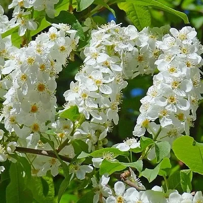 Черемуха ЧАЙКА  Черемуха ЧАЙКА в Пскове
