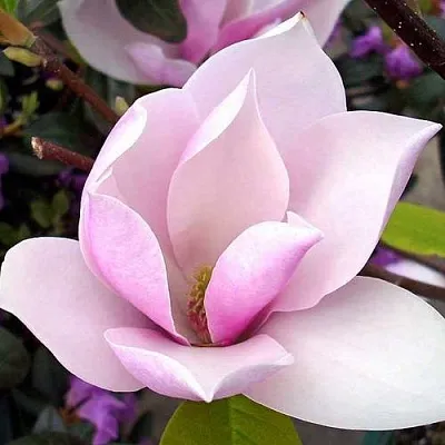 Магнолия АЛЕКСАНДРИНА   Магнолия АЛЕКСАНДРИНА  в Пскове