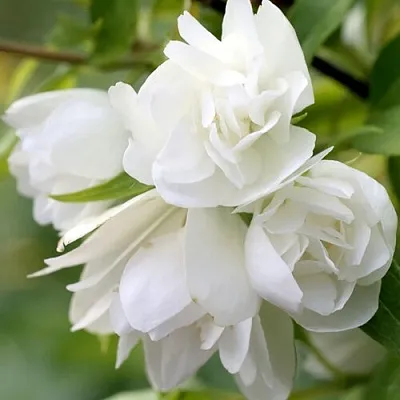 Жасмин МАНТО Д’ЭРМИН  Жасмин МАНТО Д’ЭРМИН в Пскове