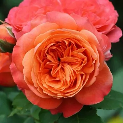 Саженцы роз ЭМИЛЬЕН ГИЙО шраб в Пскове