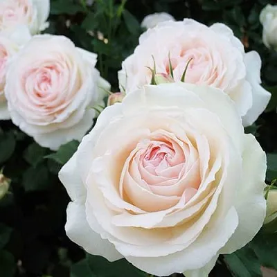 Саженцы роз ПАЛЕ РОЯЛЬ плетистая  Саженцы роз ПАЛЕ РОЯЛЬ плетистая в Пскове