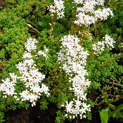 Очиток (седум) ХЛОРОТИКУМ белый в Пскове