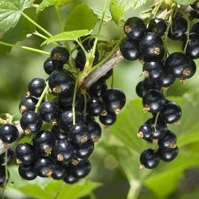 Смородина чёрная ВОЛШЕБНИЦА в Пскове