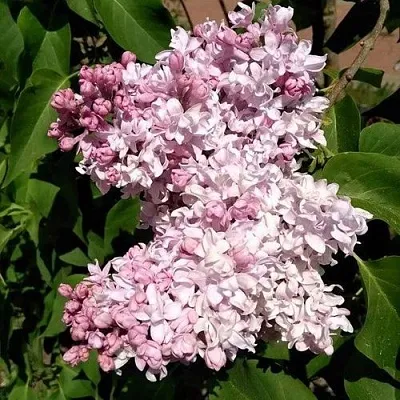 Сирень МИЛОСЕРДИЕ  Сирень МИЛОСЕРДИЕ в Пскове