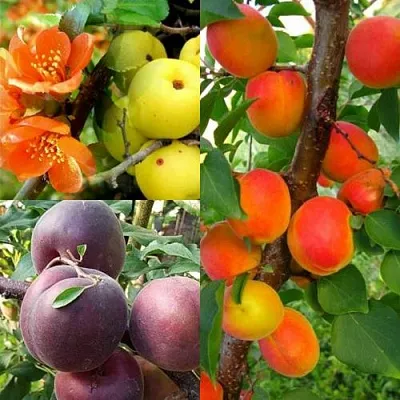 Комплект САД ДЛЯ ГУРМАНА в Пскове