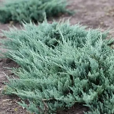 Можжевельник БЛЮ ЧИП горизонтальный  Можжевельник БЛЮ ЧИП горизонтальный в Пскове