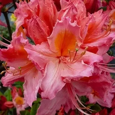 Азалия ПИНК ДЕЛАЙТ листопадная	  Азалия ПИНК ДЕЛАЙТ листопадная	 в Пскове