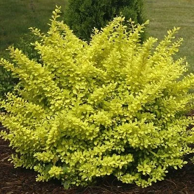 Барбарис АУРЕА тунберга  Барбарис АУРЕА тунберга в Пскове