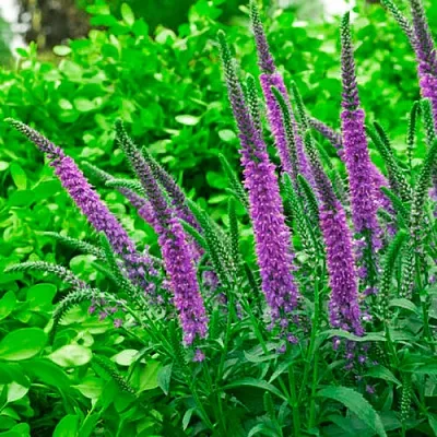 Вероника ФЕСТ МАТЧ длиннолистная  Вероника ФЕСТ МАТЧ длиннолистная в Пскове