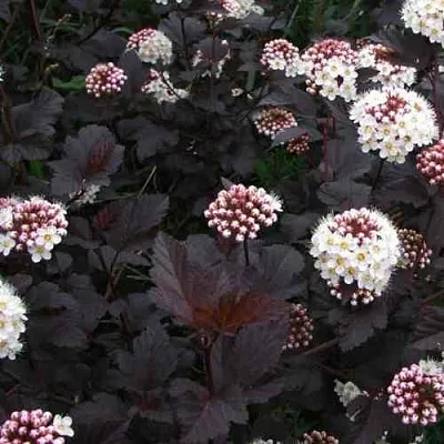 Пузыреплодник ДИАБЛО  Пузыреплодник ДИАБЛО в Пскове