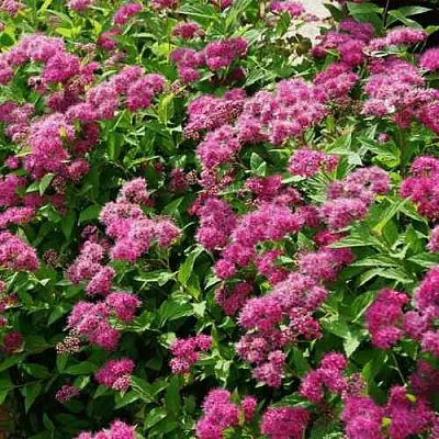 Спирея КРИСПА японская  Спирея КРИСПА японская в Пскове