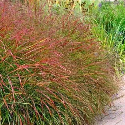 Просо ШЕНАНДО прутьевидное в Пскове