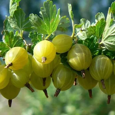 Крыжовник ХИННОНМАЙНЕН КЕЛЬТАЙНЕН в Пскове