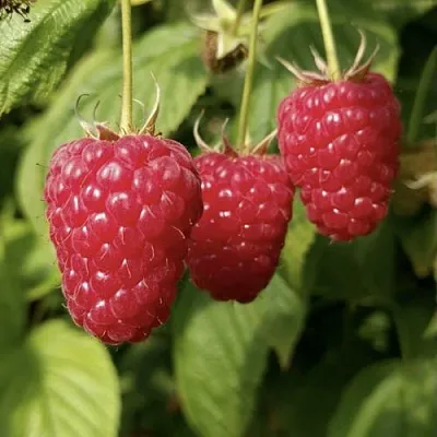 Малина МАПЕМА   Малина МАПЕМА  в Пскове