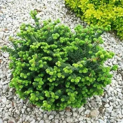 Пихта НАНА бальзамическая  Пихта НАНА бальзамическая в Пскове