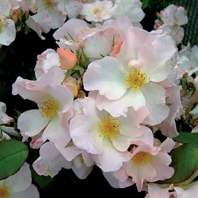 Саженцы роз САЛЛИ ХОЛМС мускусная в Пскове