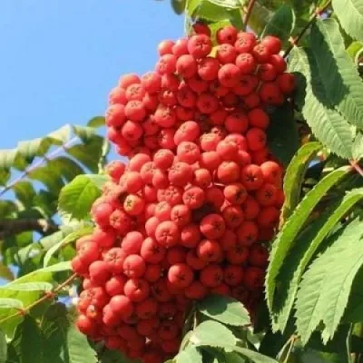 Рябина НЕВЕЖИНСКАЯ сладкоплодная — описание сорта Рябина НЕВЕЖИНСКАЯ сладкоплодная в Пскове