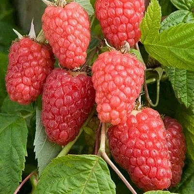 Малина КАСКАД ДЕЛАЙТ  Малина КАСКАД ДЕЛАЙТ в Пскове