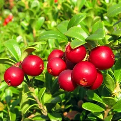 Брусника садовая РЕД ПЕРЛ в Пскове