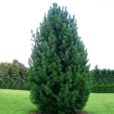 Сосна кедровая  в Пскове