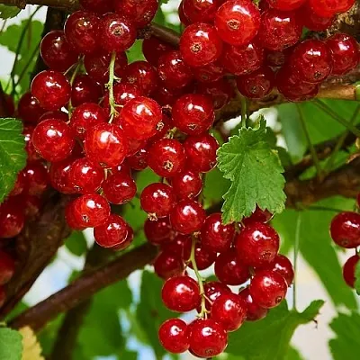 Смородина красная НАТАЛИ в Пскове