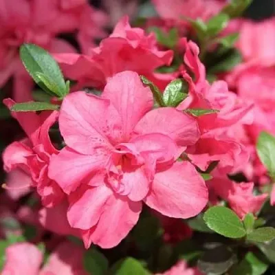 Азалия РОКОКО японская  Азалия РОКОКО японская в Пскове