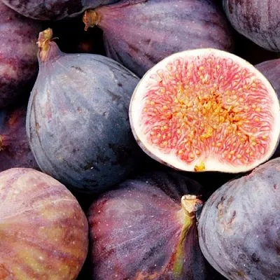 Инжир МУАССОН  Инжир МУАССОН в Пскове