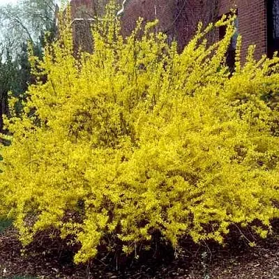 Форзиция ТАРАНДТ промежуточная в Пскове