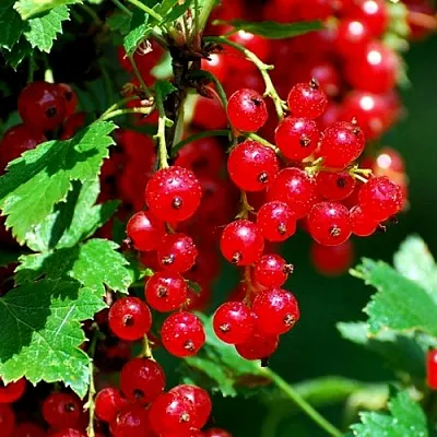 Смородина красная НЕНАГЛЯДНАЯ в Пскове