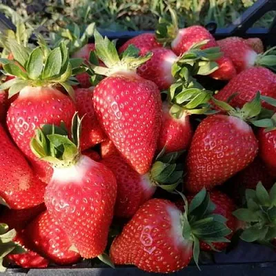 Клубника ЛЮЧИЯ  Клубника ЛЮЧИЯ в Пскове