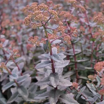 Очиток (седум) РЭЙН КСЕНОКС видный в Пскове