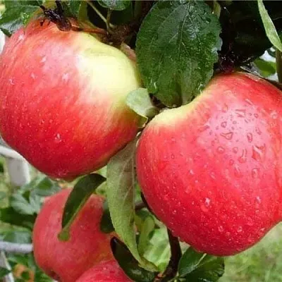 Яблоня ЖЕНЕВА (ЖЕНЕВА ЭРЛИ)  Яблоня ЖЕНЕВА (ЖЕНЕВА ЭРЛИ) в Пскове