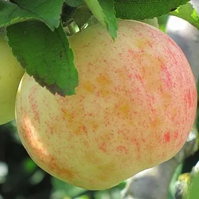 Яблоня ЛЕТНЕЕ СЛАДКОЕ  Яблоня ЛЕТНЕЕ СЛАДКОЕ в Пскове
