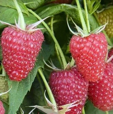 Малина ЕВРАЗИЯ  Малина ЕВРАЗИЯ в Пскове