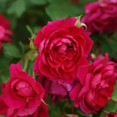 Саженцы роз КВАДРА плетистая  Саженцы роз КВАДРА плетистая в Пскове