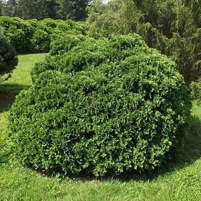 Туя УМБРАКУЛИФЕРА западная в Пскове