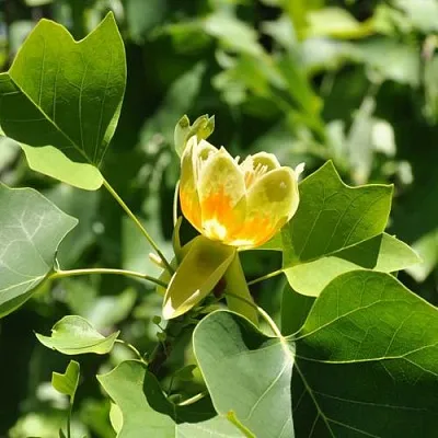 ЛИРИОДЕНДРОН тюльпанный в Пскове