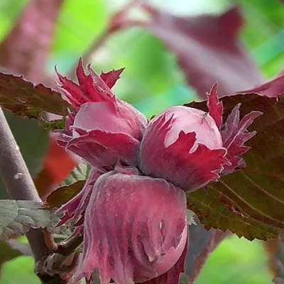 Фундук КАРДИНАЛ  Фундук КАРДИНАЛ в Пскове