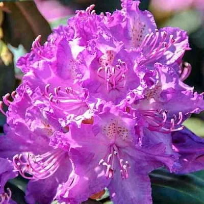 Рододендрон АЛЬФРЕД  Рододендрон АЛЬФРЕД в Пскове