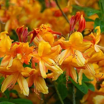 Азалия ОРАНЖ ХИТ листопадная  Азалия ОРАНЖ ХИТ листопадная в Пскове