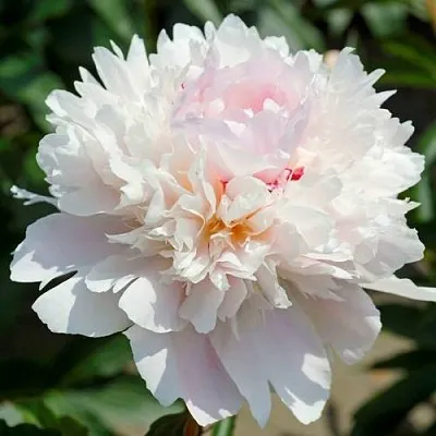 Пион АЛЕРТИ травянистый  Пион АЛЕРТИ травянистый в Пскове