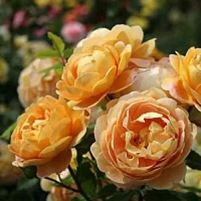 Саженцы роз ГОЛДЕН СЕЛЕБРЕЙШЕН английская в Пскове