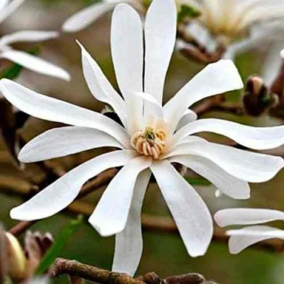 Магнолия СТЕЛЛАТА  Магнолия СТЕЛЛАТА в Пскове