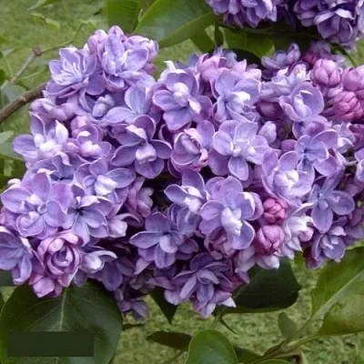 Сирень АМИ ШОТТ в Пскове