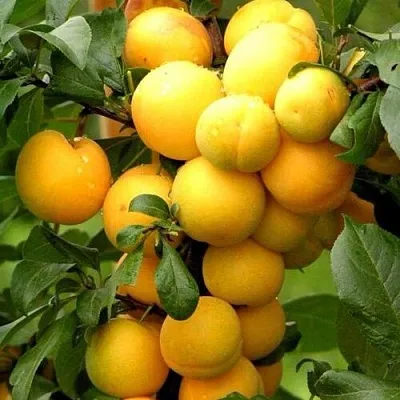 Слива МИРАЬЕЛЛА колонновидная Слива МИРАЬЕЛЛА колонновидная