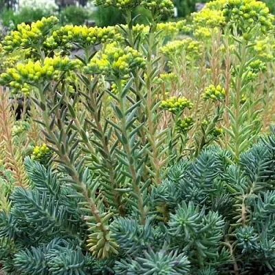 Очиток (седум) отогнутый в Пскове